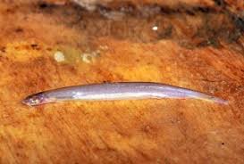 Image result for Vandellia