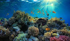 Download in under 30 seconds. 10 Astounding Coral Reefs