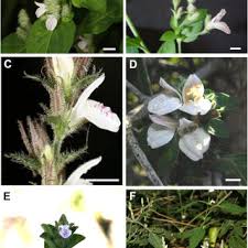 Image result for Agelanthus igneus