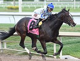 Upstart Holy Bull Derby Horse Horses Horse Profile