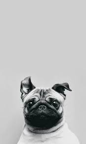 Imagem De Dog Cute And Pug Dog Wallpaper Iphone Pug Wallpaper Dog Wallpaper