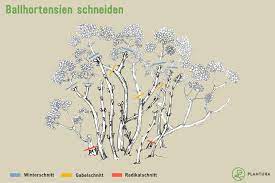 Wann ist der richtige zeitpunkt? Hortensien Schneiden Wann Wie Plantura