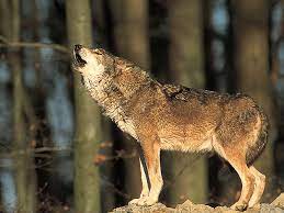 The white arctic wolf, the red wolf, the grey timber wolf, and the big western wolf. Wolf Canis Lupus Brief Fact Sheet Euronatur