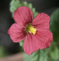 Image result for Jamesbrittenia huillana