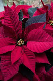 Caring For Poinsettias Christmas Plants Poinsettia Plant Poinsettia Care