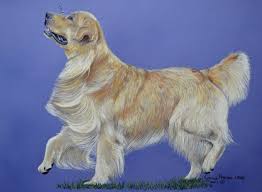 Check spelling or type a new query. Golden Retriever Pastel Portrait By Victoria Peterson Laird Dogs Golden Retriever Dog Portraits Golden Retriever Rescue Adoption