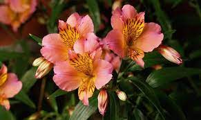 A Complete Guide To Buying Her Flowers Flower Names Different Types Of Flowers Alstroemeria