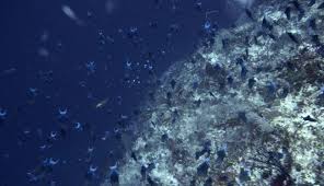 Ia mengatakan kejadian tersebut tidak berbahaya lantaran belum adanya deteksi racun dari plankton. Hobi Fotografi Bawah Laut Tips Foto Di Malam Hari Untuk Pemula Gaya Tempo Co