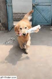 Norah is just part of the family. 290 Dogs A Flower For You Ideas Dogs Puppies Cute Animals