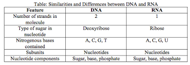 Compare And Contrast Dna And Rna Essay Check My Essay