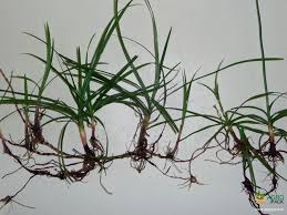 Image result for Cyperus rotundus