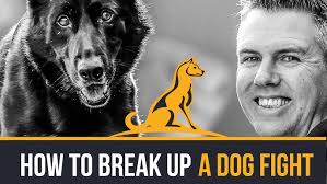 How Do I Teach My Dog To Walk On A Slack Leash? in VR180