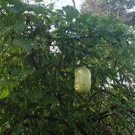 Image result for Melothria sphaerocarpa