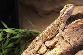 Do you enjoy my video content and want to help support me? How To Take Care Of A Bearded Dragon Pet Life Today