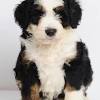 Rare sable and white bernedoodle pup we have one stunning little boy available for a 5* pet home only parents both health tested paperwork can be seen born in a family home around children and other dogs vet checked x2 first. 1