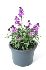 Das wort 'gold' steht für die ursprüngliche goldgelbe farbe der blüten. Goldlack Bowles Mauve Erysimum Cheiri Bowles Mauve Gunstig Online Kaufen