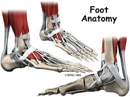 Muscles, tendons, and ligaments run along the surfaces of the feet, allowing the complex movements needed for motion and balance. A Patient S Guide To Foot Anatomy 2020 Orthonorcal Los Gatos Capitola Morgan Hill Watsonville Ca
