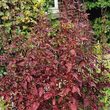 Image result for Atriplex hortensis