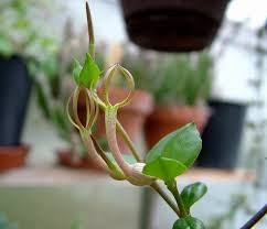 Image result for Ceropegia conrathii