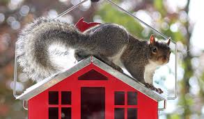 Tokoh teori tingkah laku (b.f. Behaviorisme B F Skinner Kritik Dan Penemuan Wislah Com