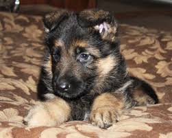 Learn more about our dogs and our breeding program. German Shepherd Dog Puppy Dog For Sale In Dewey Arizona