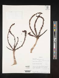 Image result for Cussonia arenicola