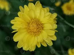 Image result for Chrysanthellum indicum