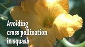 Nov 08, 2020 · zucchini is a summer squash that is popular for home gardens since it grows easily and produces an abundant crop. How To Store Zucchini Pollen Step By Step Guide Youtube