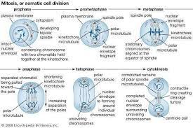 Mitosis Definition Stages Diagram Facts Mitosis Cell Division Somatic Cell