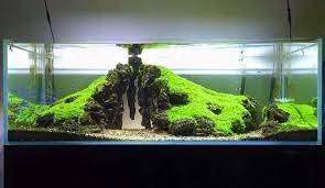Pin Oleh Emerson Gomes Rego Di Dinar Aquascape Akuarium