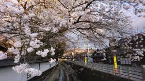æ±Ÿåå­å·æ²¿ã„ã®æ¡œ é£›é¨¨é«˜å±± ç¦å¤ªéƒŽ