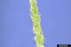 Image result for Setaria viridis