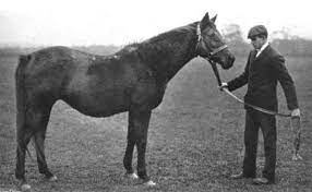 Wheel of fortune slots is such a classic in the las vegas casinos, it's become an institution. Wheel Of Fortune Horse Wikipedia