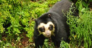 Some blend in with their surroundings, while others show off a wildly eclectic palate of bright colors, spots, and patterns. Mammals Of Ecuador Galapagos Unbound
