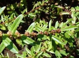Image result for Ammannia aegyptiaca