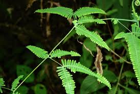 Image result for Dicranopteris elegantula