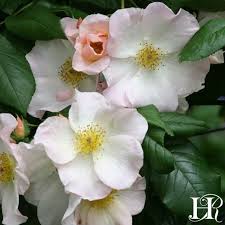 This is a beautiful place to go. Sally Holmes Climbing Roses Shrub Roses Shrub Rose