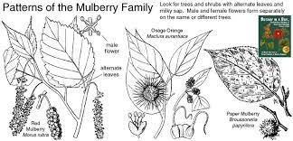 We did not find results for: Moraceae Mulberry Family Identify Trees Shrubs Flowers And Fruit