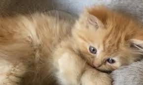 للبيع ذكر شيرازي بيور تابي Cats Animals