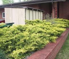 Juniper landscaping, south florida's premier landscaping company for over 25 years. Old Gold Juniper Juniper Landscaping Evergreen Flowers Slope Garden