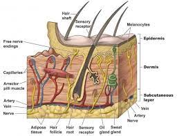 Pin Su Integumentary System Study Guide