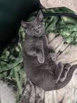 How to Identify a Russian Blue: 12 Steps (with Pictures ...