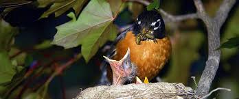 Robins do not feed their babies a diet of 100% worms. American Robin Backyard Birds Wild About Birds