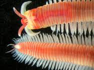 Image result for Polychaeta spp.