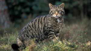 It's easier to trap when you don't have to do it in the great outdoors! Scottish Wildcat Felis Silvestris Woodland Trust