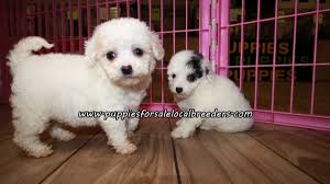 It's known for its hypoallergenic coat and affectionate, loving, and gentle nature. Puppies For Sale Local Breeders Cute Maltipoo Puppies For Sale Georgia At Lawrenceville Puppies For Sale Local Breeders