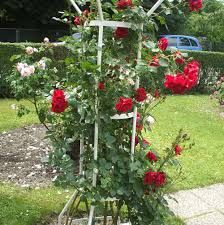 Hier zeigen privatgärtner ihr reich. Tolle Gartentipps Ein Rosen Obelisk Bereichert Jeden Rosengarten