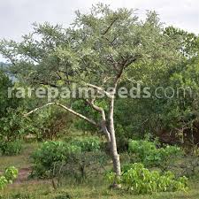 Image result for Lannea humilis