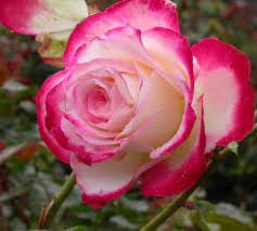 Cultivars in this table were grown and tested at the portland, or international rose test garden; Disease Resistant Roses Make Gardening Life Easier Osu Extension Service