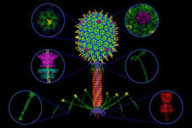 Bacteriophage T4 Cell Pictures Microscopic Images